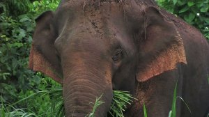 Wild elephant close-up